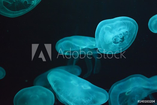 Afbeeldingen van Glowing jellyfish close-up in the aquarium